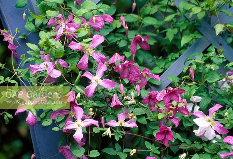 Clematis viticella 'Mrs. T. Lundell '( Italian Clematis ), flowering period from July to September