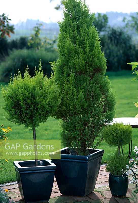 Cupressus macrocarpa 'Gold Crest' ( Cypress )