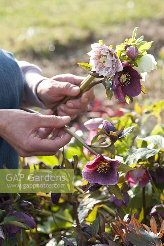Cutting Hellebores for a bouquet