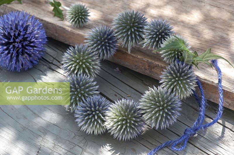 A wreath of Echinops ( ball - thistles )