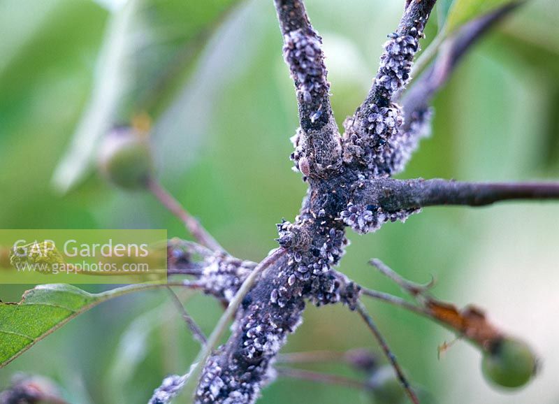 Eriosoma lanigerum - aphids on apple tree