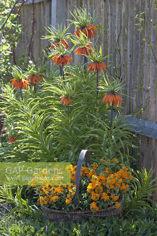 Fritillaria imperialis ( Kaiser crowns ) in front of wall boards, Erysimum