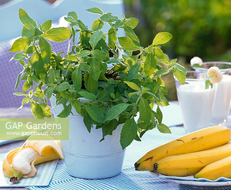 Fruit Herbs: Mentha arvensis ( banana mint ) in basket, Musa ( banana )