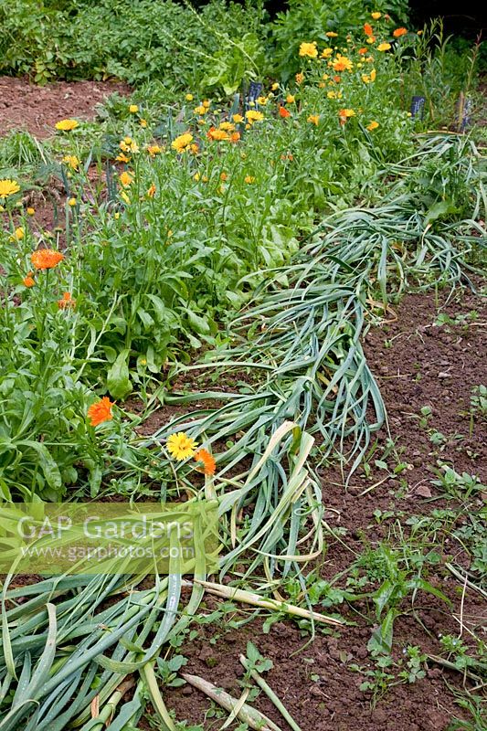Noun: before harvest flattened garlic ( Allium sativum ), behind calendula ( marigold ) in series