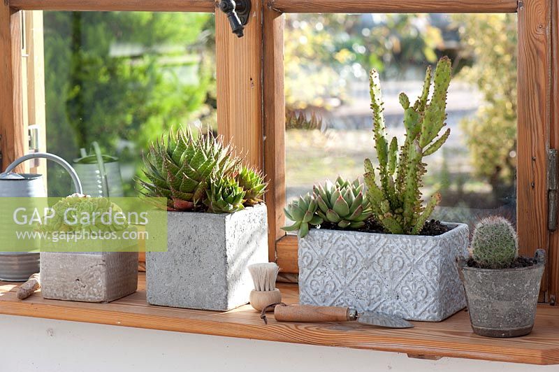Gray Boxes and pot with succulents and cacti on the window: