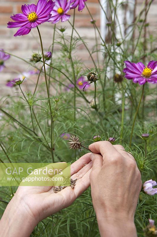 harvesting seeds from Cosmos ( Cosmos )