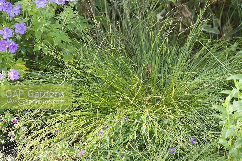 Isolepis cernua syn. Scirpus cernuus 'Fiber Optics Grass'