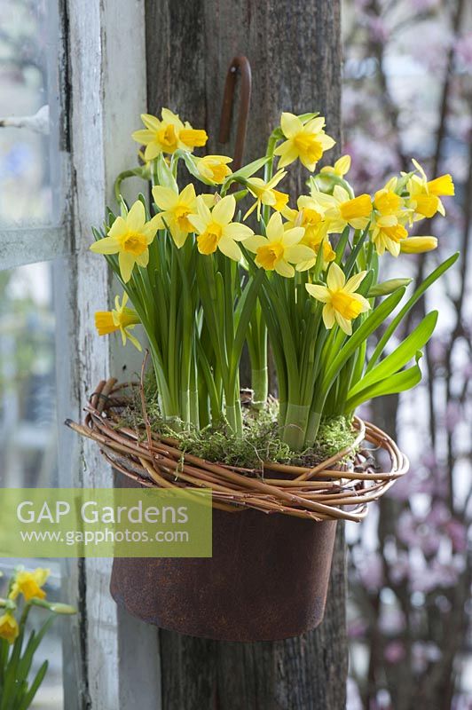 Narcissus 'Tête à Tête' ( daffodils ) suspended in the pot grate, Kranz