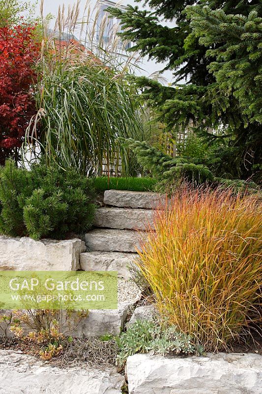 Natural stone steps in the slope garden, Panicum ( millet ), Pinus ( pine ), Miscanthus
