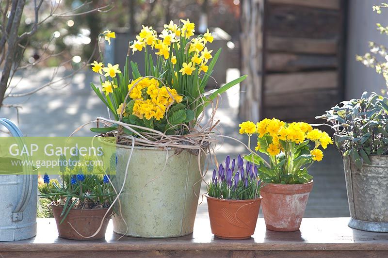 Pots with Narcissus 'Tête à Tête' ( daffodils ), Primula elatior Crescendo
