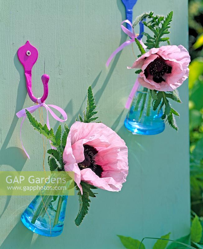 Pink flowers of Papaver ( poppy ) hanging in blue glass bottles on the wall