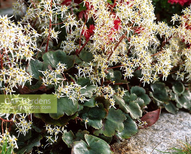 Saxifraga cortusifolia var fortunei 'Rubrifolia' -. Autumn saxifrage
