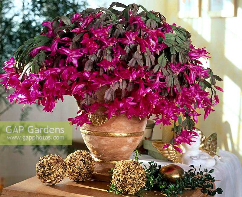 Schlumbergera ( Christmas cactus ) with pink flowers