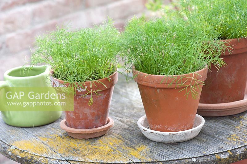 Even dressed young plants of Anethum ( dill ) in clay pots