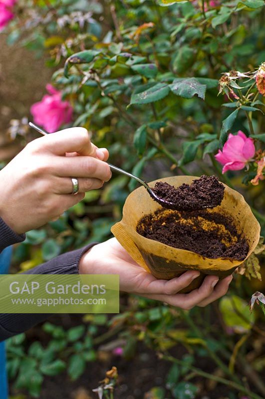 Small amounts of coffee grounds improve the soil and attract earthworms