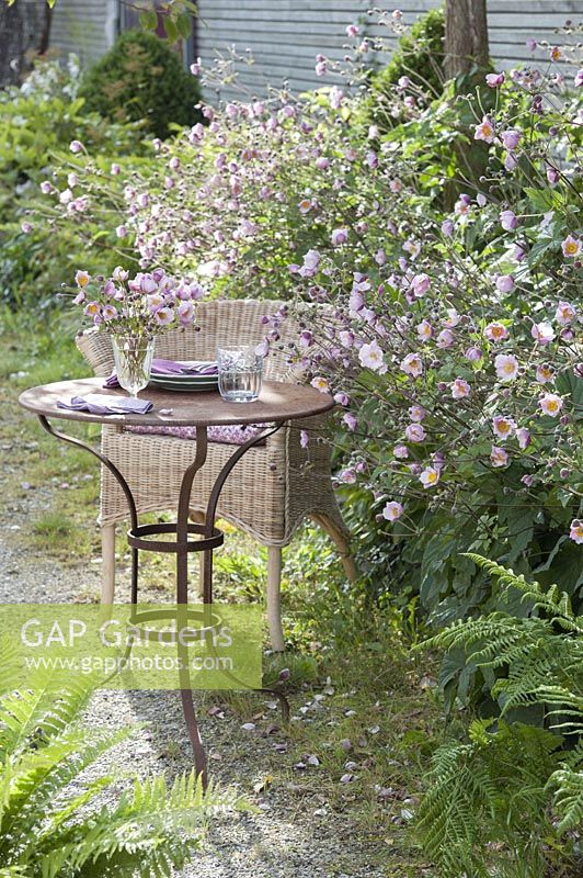 Small sitting area with wicker chairs and table on Beetrand, Anemone hupehensis