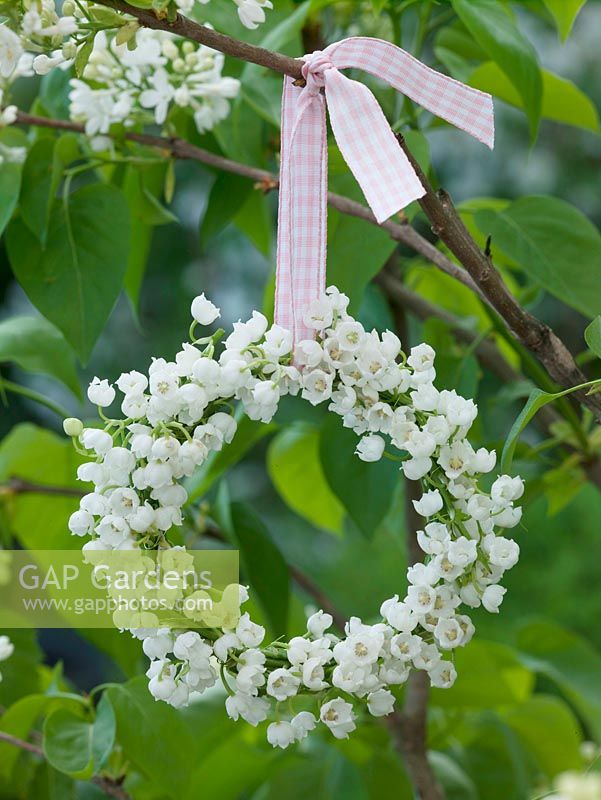 hanged small ring of Convallaria ( lily of the valley ) to lilac branch