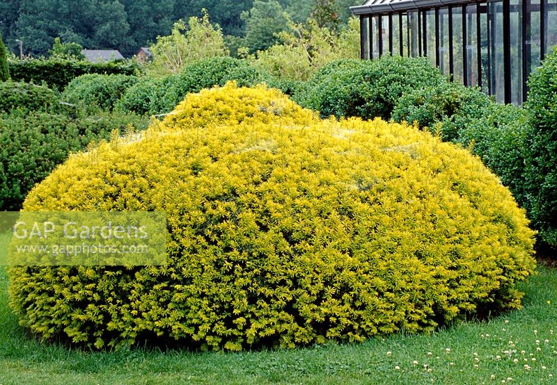Spherically cut Taxus baccata 'Aurea' ( gold-yew )