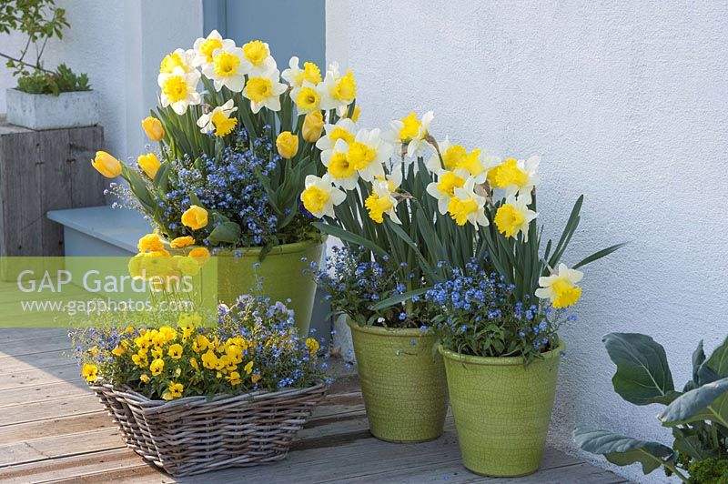 Fruehlingsblueher in pots and basket at the entrance: Narcissus 'Goblet'