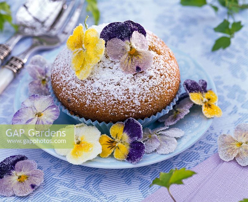 Sugared flowers of Viola cornuta ( horned violet ) on Muffin