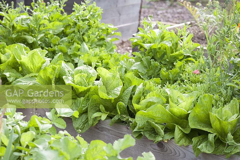 Sugarloaf lettuce ( Cichorium intybus var. Foliosum ) in self-built raised bed
