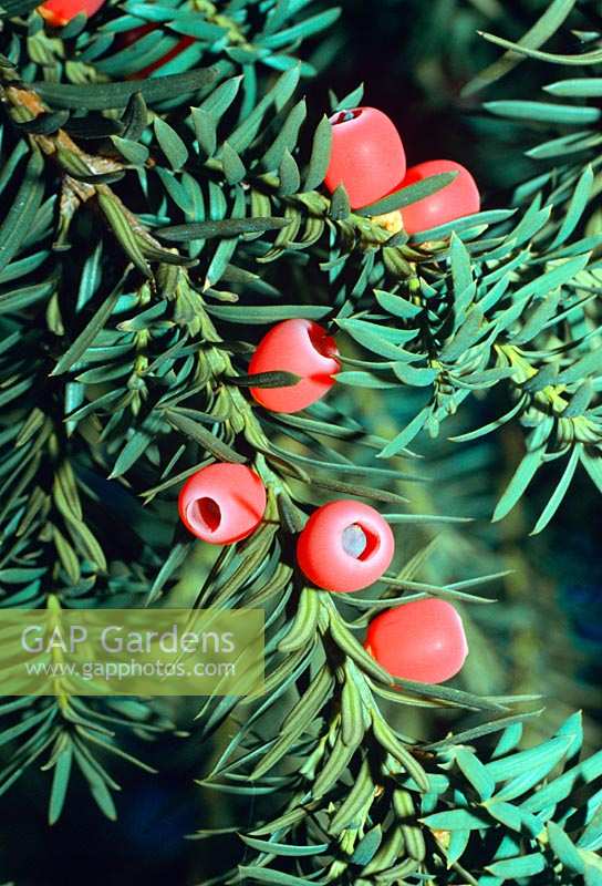 Taxus baccata ( Common yew ) with fruit,