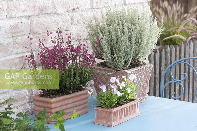 Terracotta - boxes with Daboecia ( Irish bell heather ), dwarf curry plant