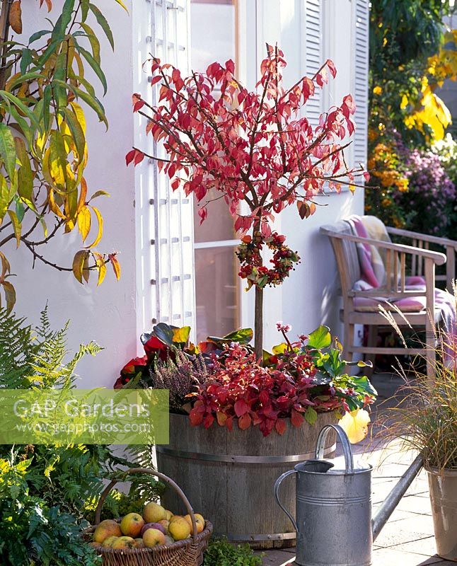 Wooden bucket with Euonymus alatus ( corky wings - euonymus ) in autumn