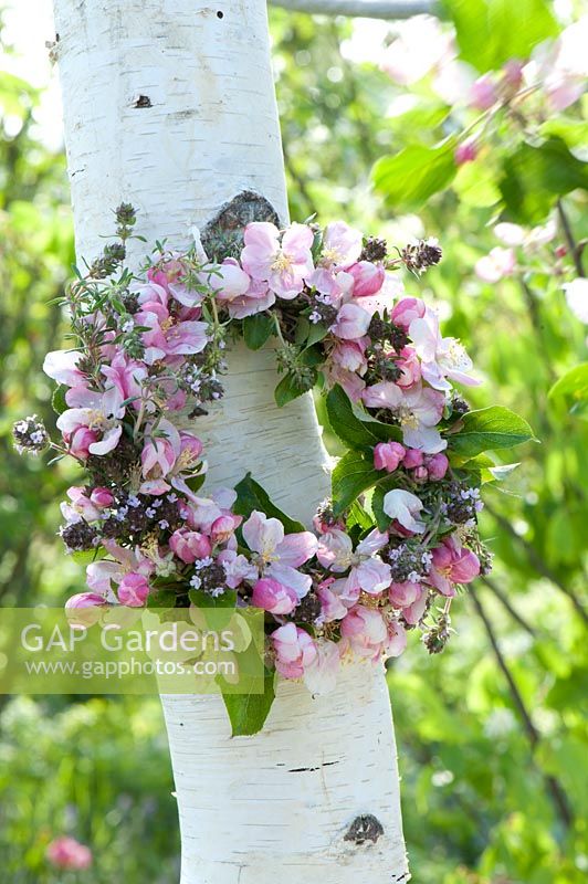 Wreath of Malus ( Ornamental ) and Thymus ( thyme ) to Betula