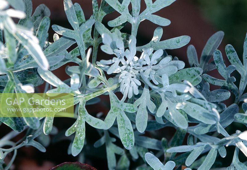 Artemisia stelleriana 'Boughton Silver' ( Rhombus )