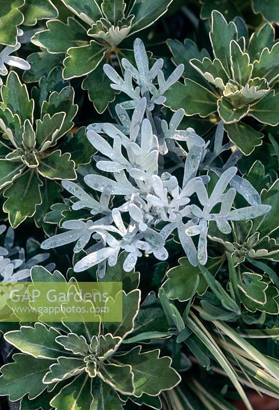 Artemisia stelleriana 'Boughton Silver' - Rhombus,