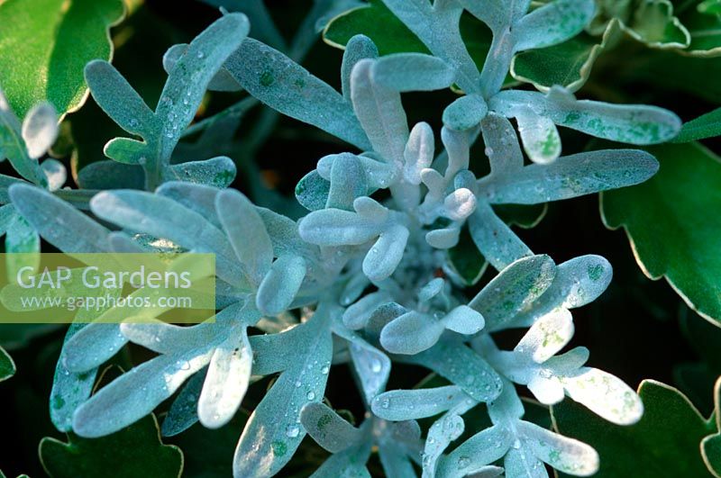 Artemisia stelleriana 'Boughton Silver' - Rhombus