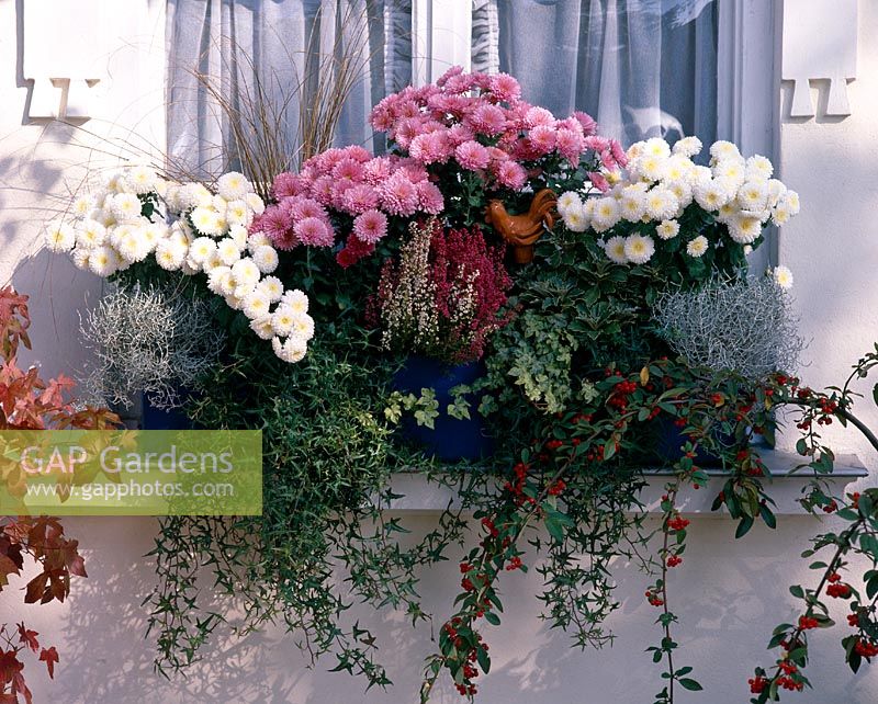 Balcony box with CHRYS.'White Bouquet ',' Madeleine ', HEDERA HELIX ETC.