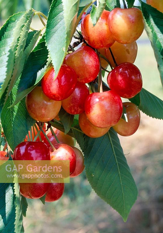Cherry 'Royal Ann Cherry Cherry' syn. 'Napoleon' ( Prunus avium )