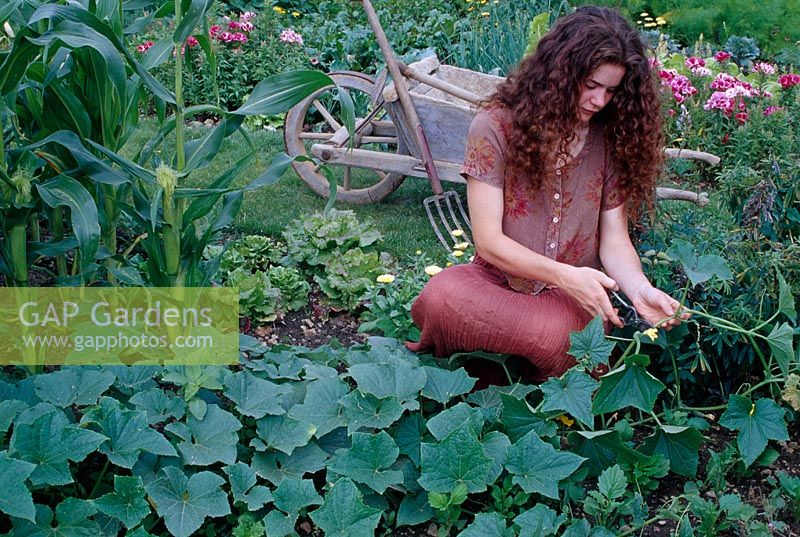 Woman shortens tendrils of cucumber ( Cucumis sativus ) to achieve to higher yields, sweet corn ( Zea mays ), lettuce ( Lactuca ), Wheelbarrow, grave fork
