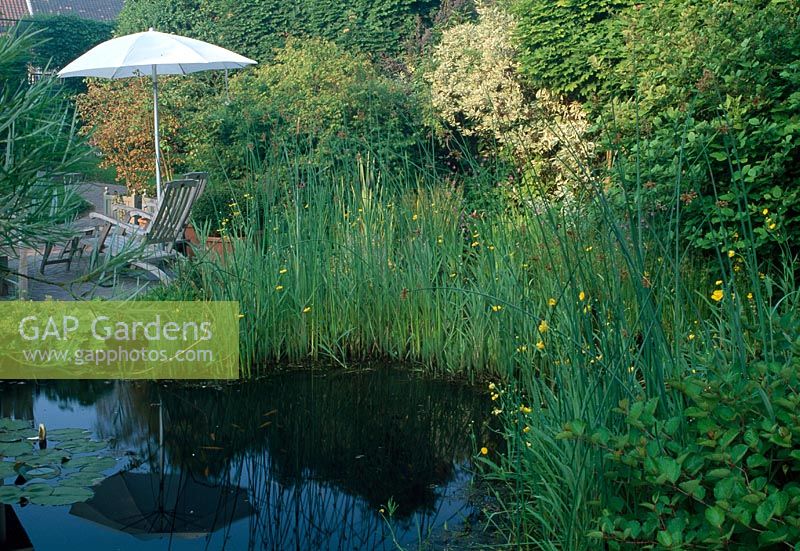 Pond with Scirpus lacustris ( sills ), Ranunculus flammula ( Water crowfoot, ranunculus flammula ), terrace with seating and umbrella