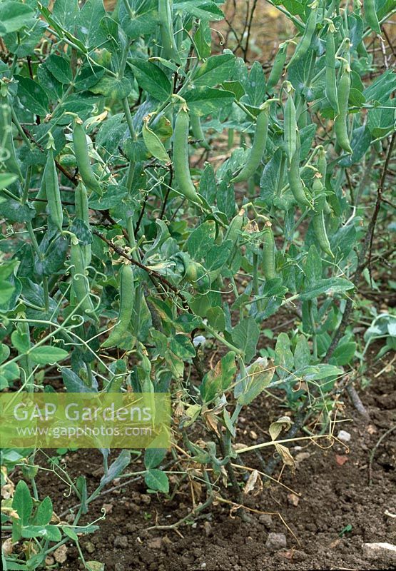 Garden pea with branches as a prop in the bed