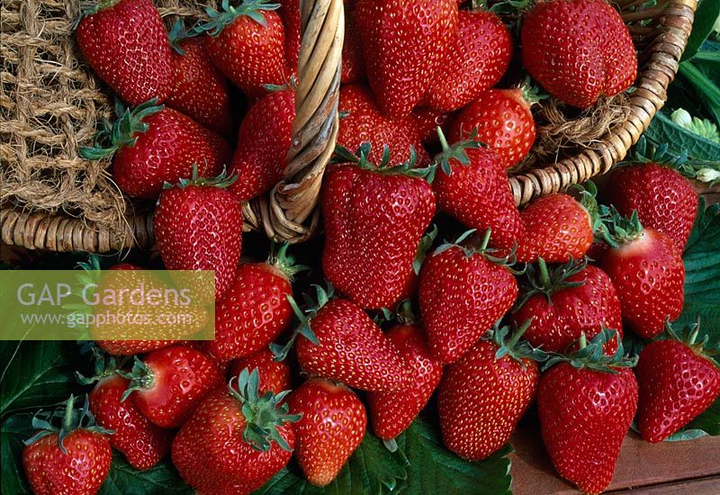 Freshly picked strawberry 'Madeleine' Fragaria