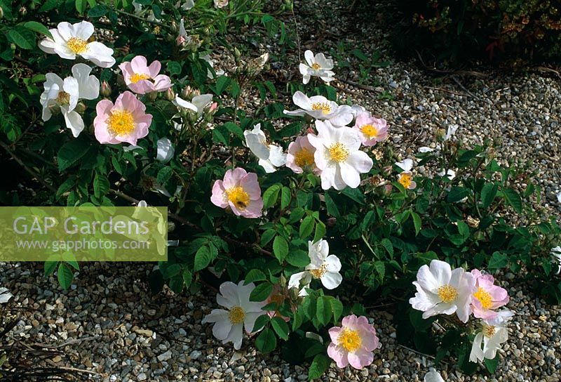 Rosa 'Daisy Hill' ground cover rose, floribunda, repeat flowering, slightly fragrant