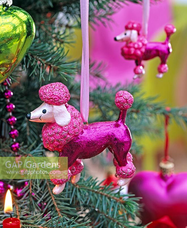 Pink Poodle as a Christmas tree decoration on Picea pungens 'Glauca'