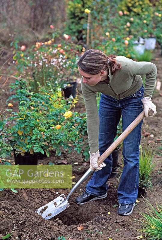Woman digging a hole for a potted plant in a border