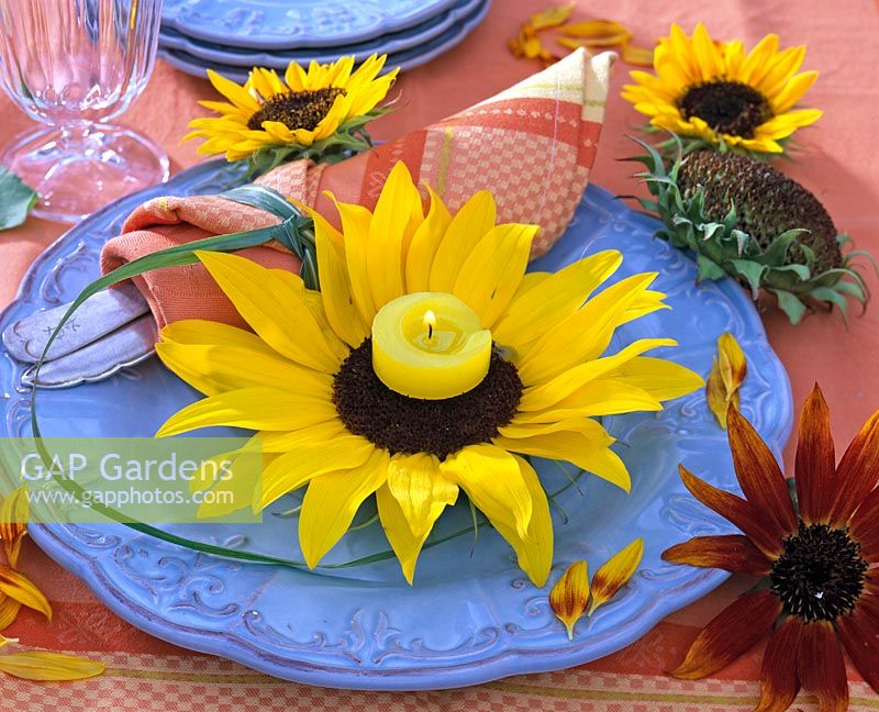 Flowers of Helianthus ( sunflower ) with yellow candle on blue