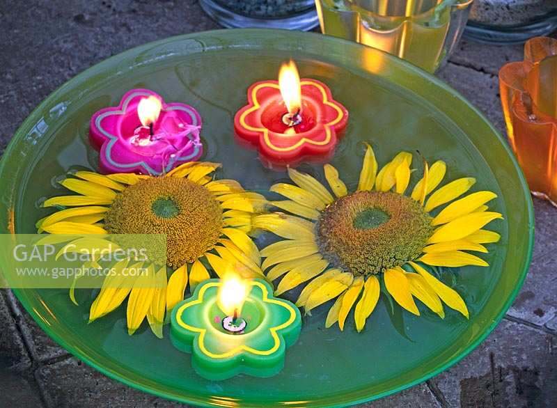 Flowers of Helianthus ( sunflower ) and colorful floating candles