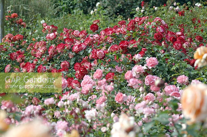 Rosa 'Jubilé du Prince de Monaco' syn. 'Meisponge' ( floribunda ), repeat flowering