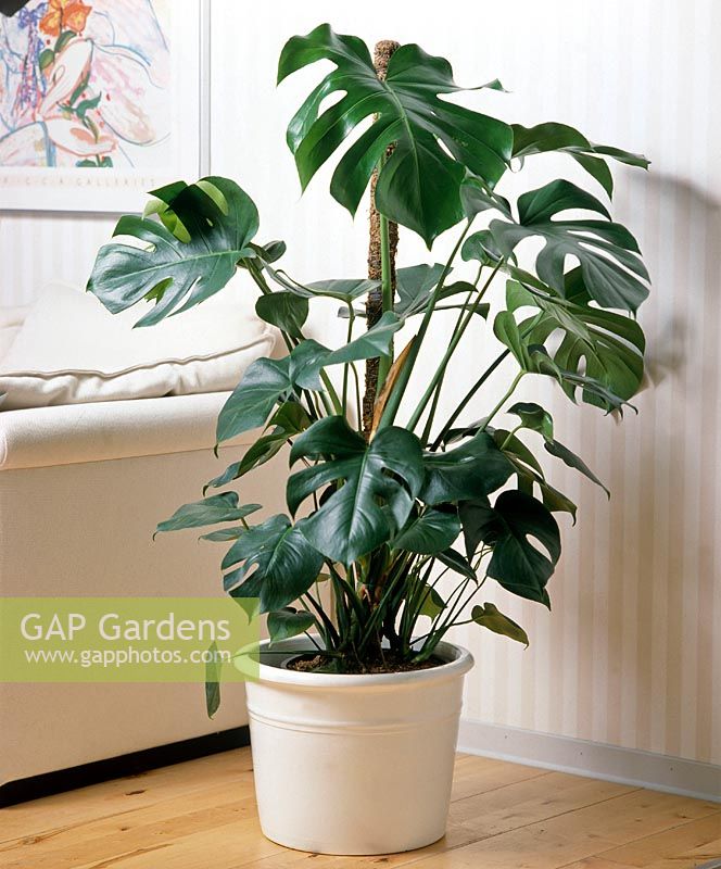 Monstera deliciosa - Window plant in a white pot