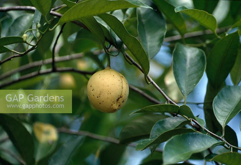 Wothe - Myristica fragrans ( nutmeg ) to plant