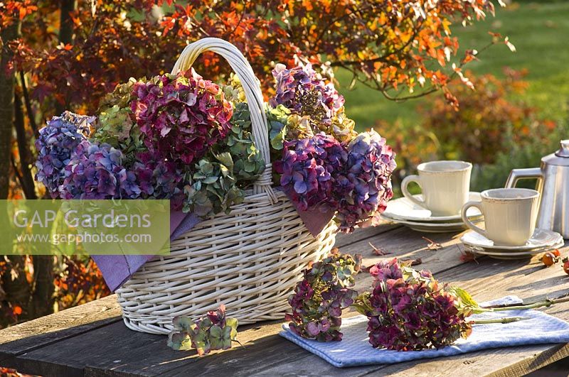 Basket with withered Hydrangea ( Hydrangea flowers )