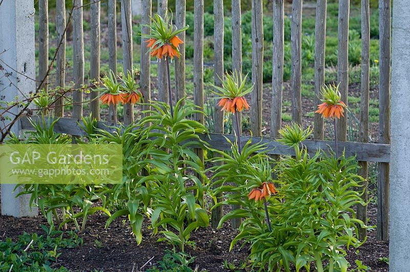 Fritillaria imperialis 'Premier' ( crown imperial ) against wooden fence
