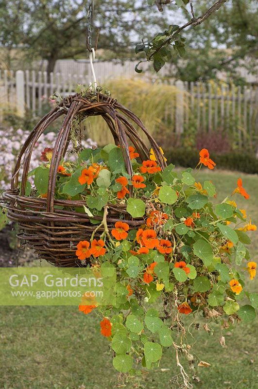 Home-made wicker basket planted with Tropaeolum ( nasturtium )
