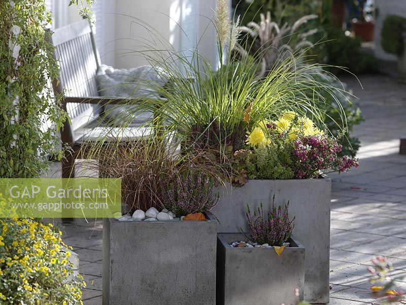 Square gray tubs planted with Cortaderia selloana 'Evita'